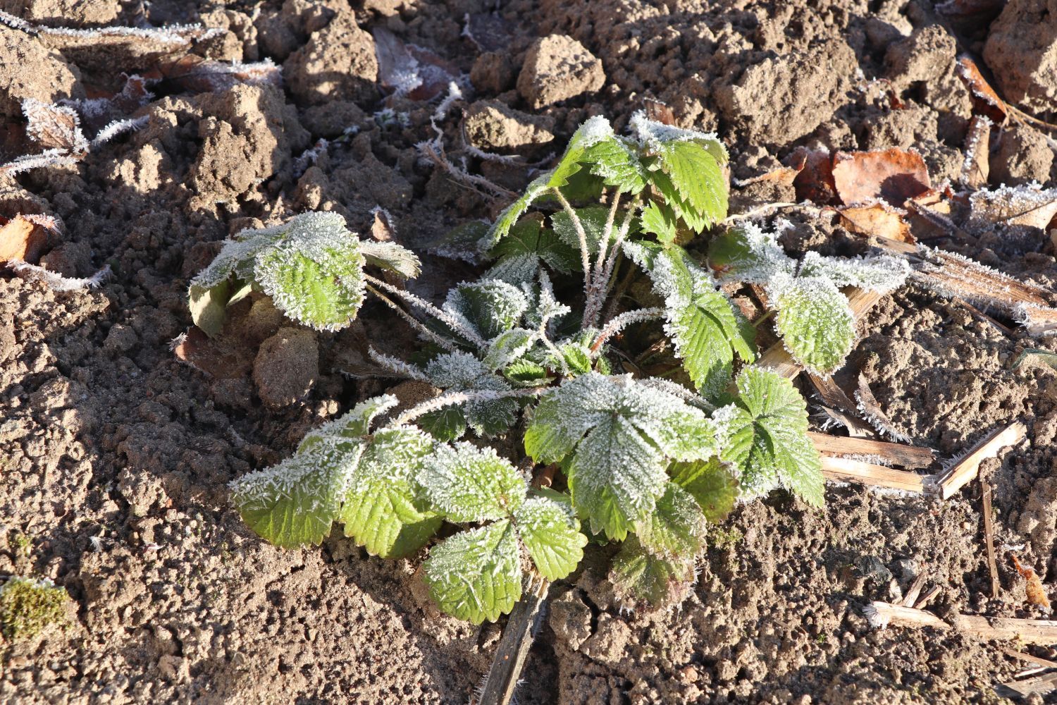 what-to-do-with-strawberry-plants-in-winter-plantura