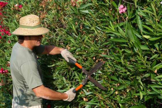 Pruning oleander: all about the right time & cut