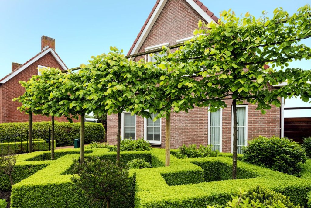 Hedges in geometric shapes