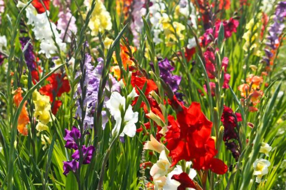 Gladioli: tips for planting, pruning & care