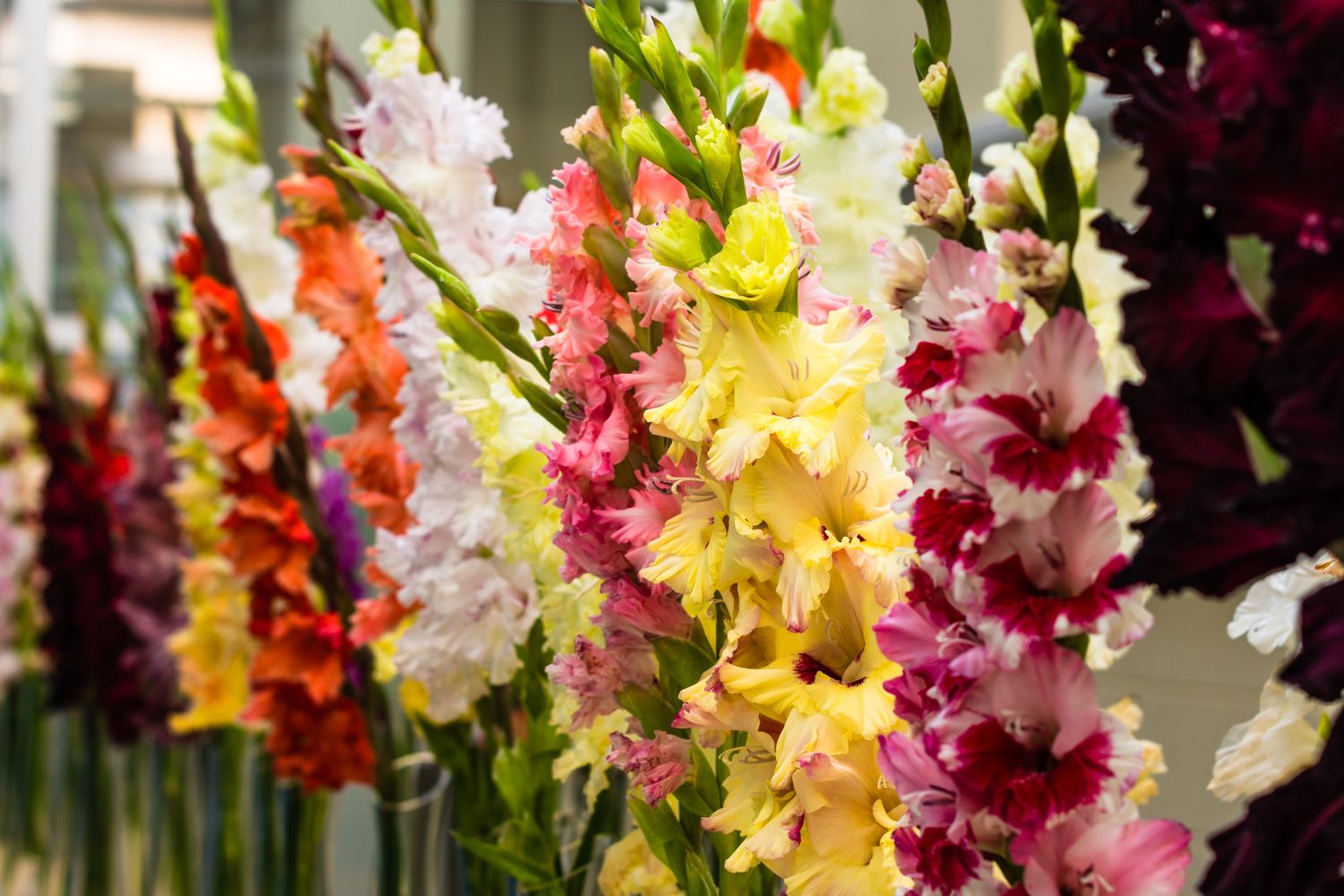 Gladioli in vases: how to cut & keep fresh - Plantura