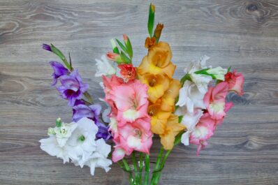Gladioli in vases: cutting & caring for the flowers properly