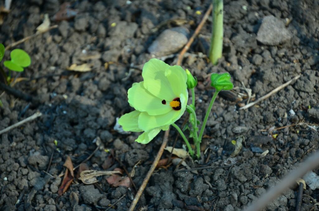 Small green hibiscus flower