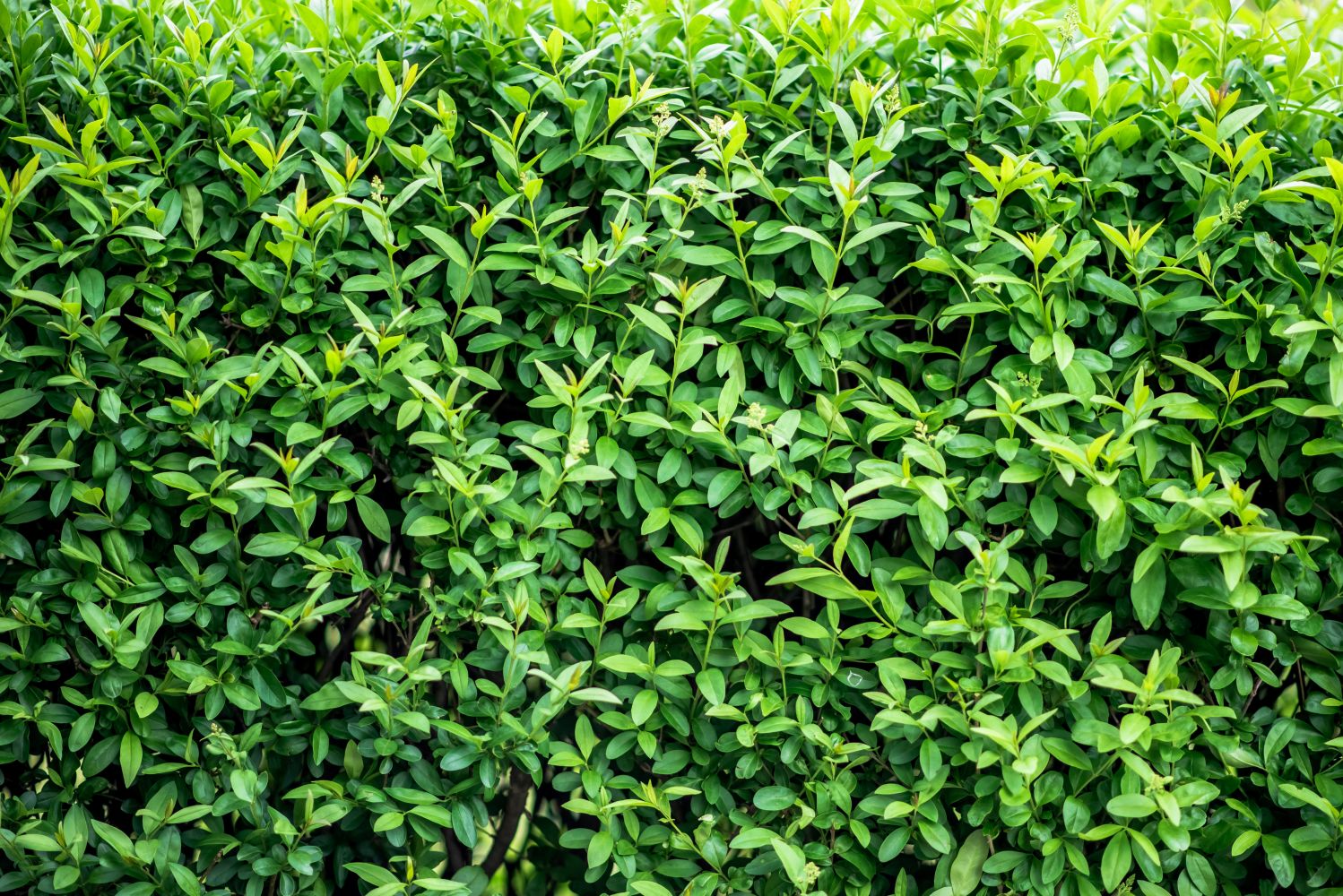 Planting privet: when, where & how - Plantura