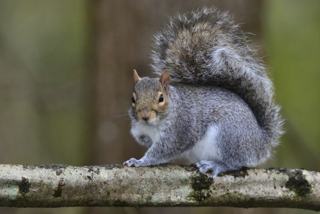 Grey squirrel atop a tree branch