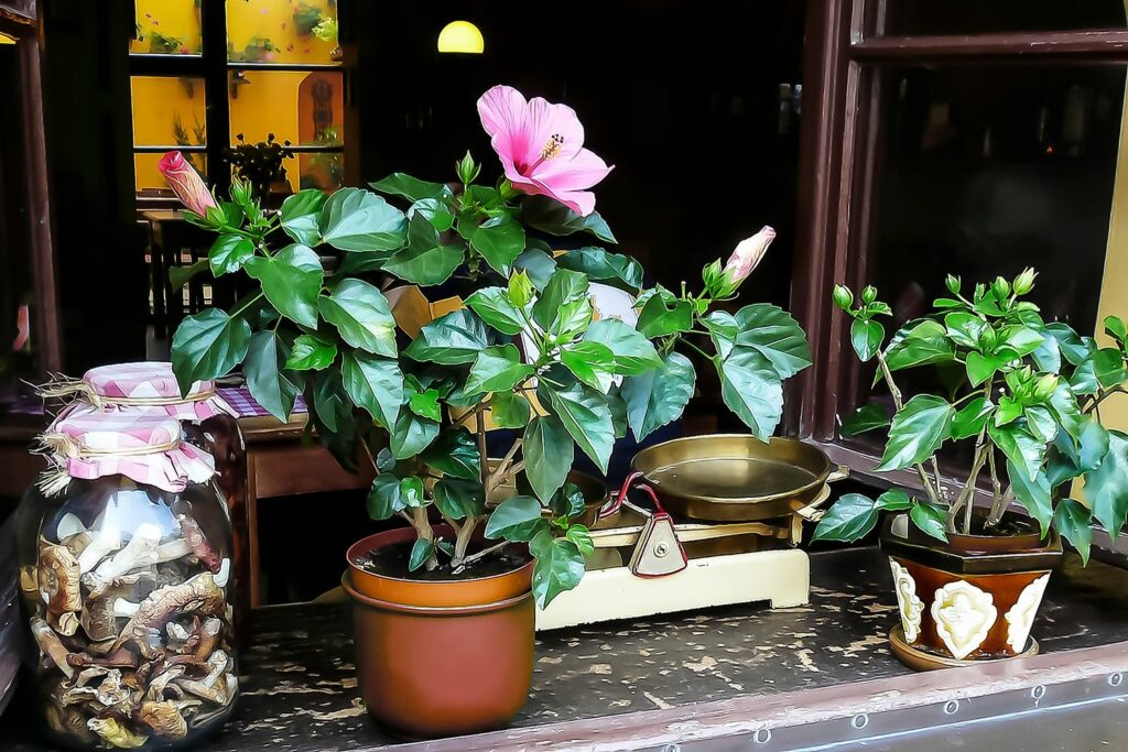 pink flowering hibiscus in pot