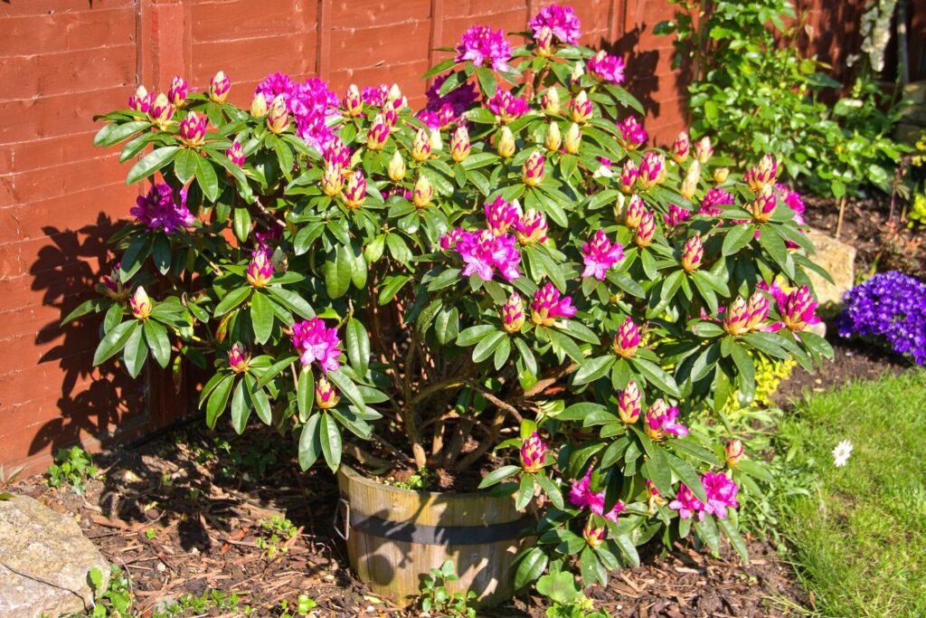 Pink rhododendron bush in a pot