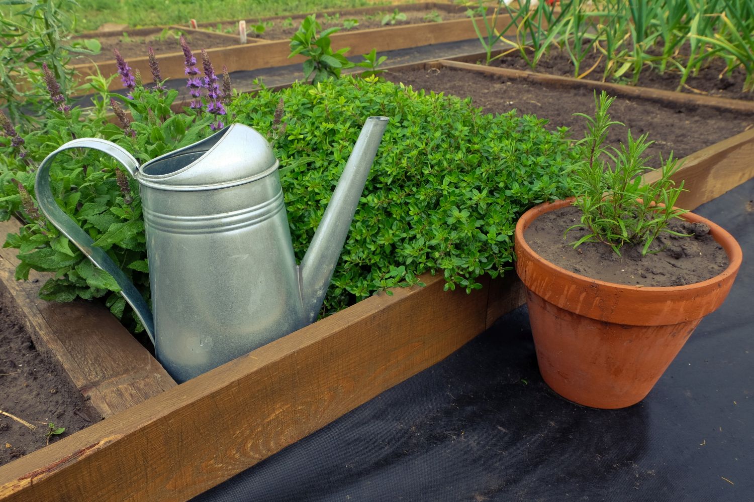 Planting tarragon location, sowing & co. Plantura