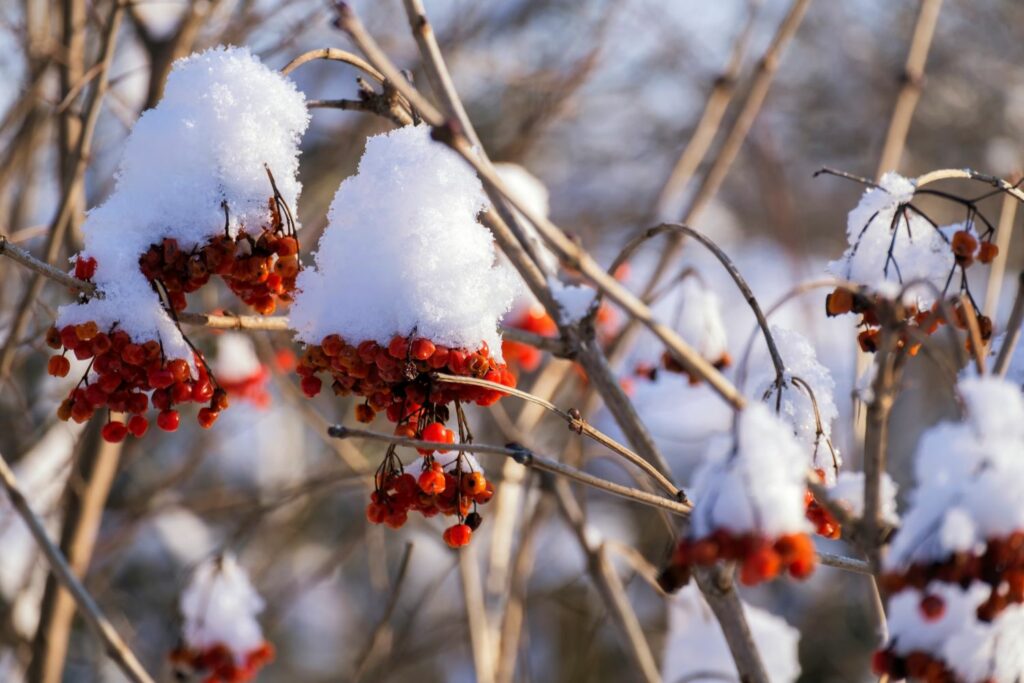 A guelder rose in the snow