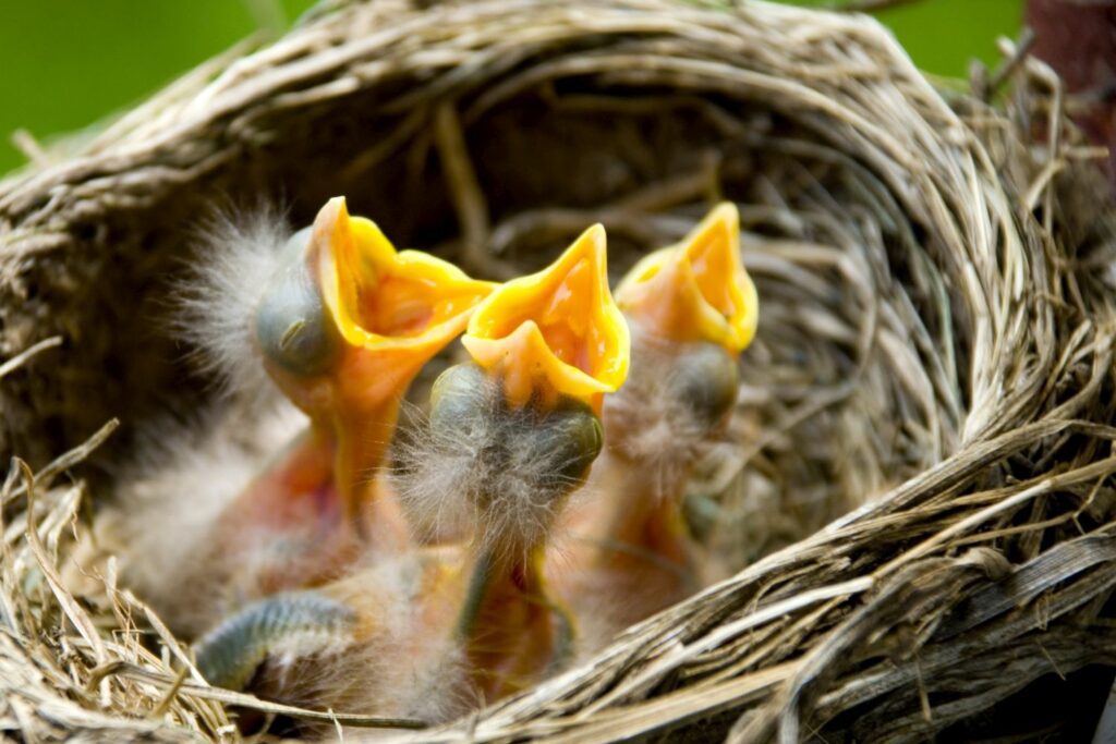 Baby birds in their nest
