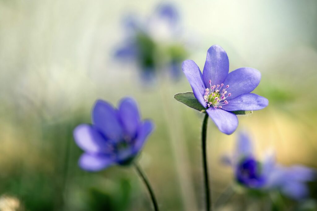 A dainty Hepatica nobilis flower