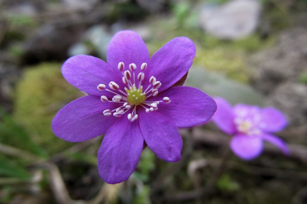 Close-up of Hepatica nobilis