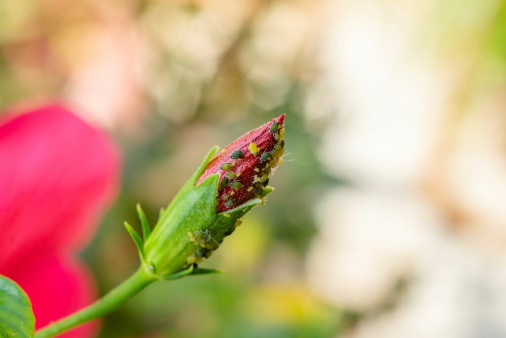 aphid infested hibiscus flower bud