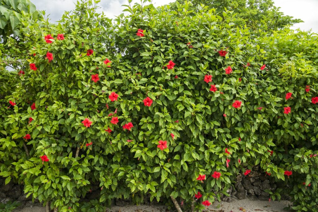 hibiscus hedge with red flowers
