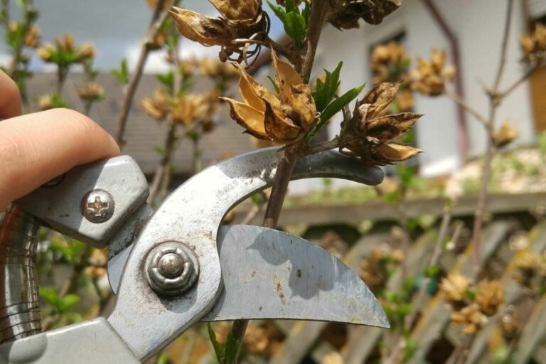 Pruning hibiscus when & how Plantura