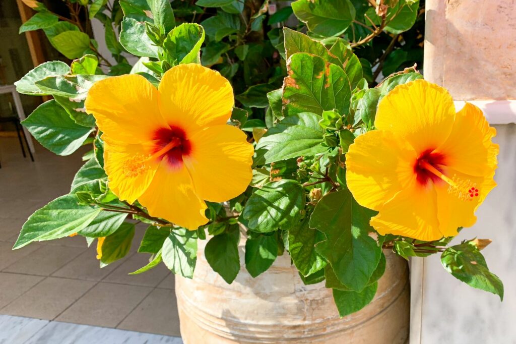 potted hibiscus with two yellow flowers