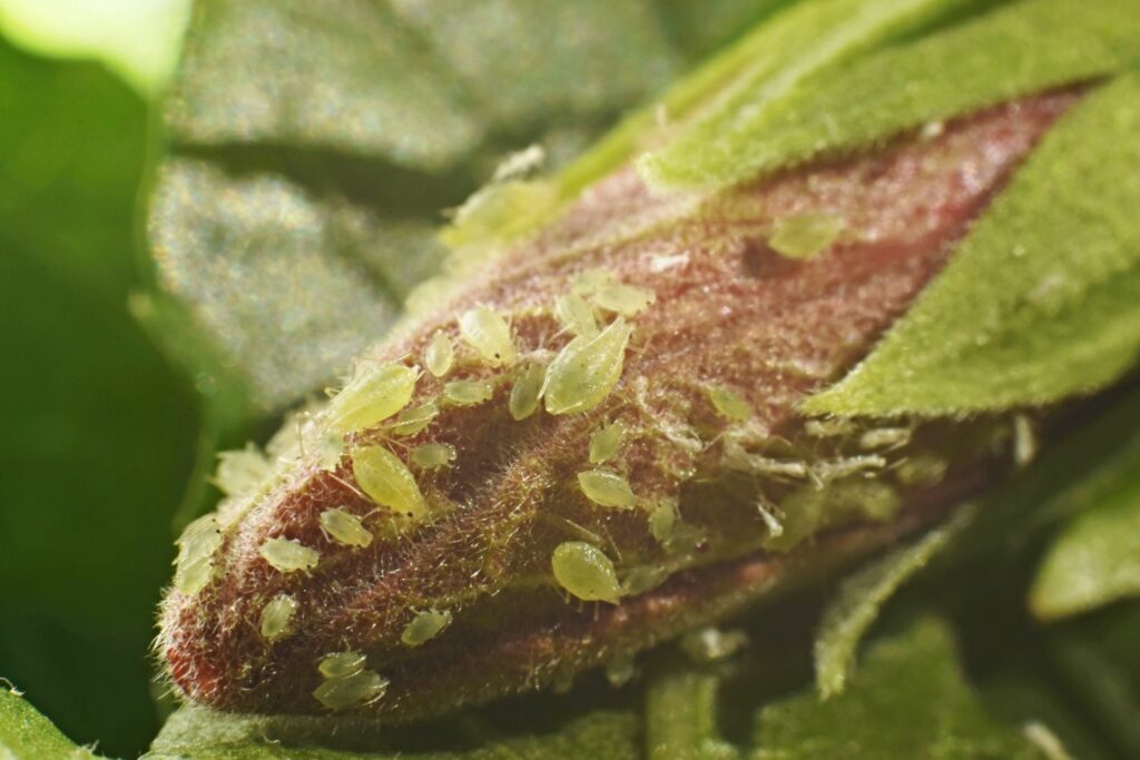 aphids on a hibiscus bud