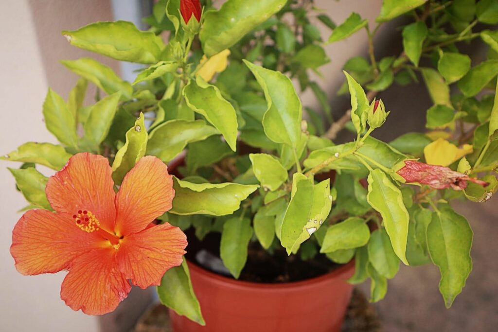 A potted red Chinese hibiscus