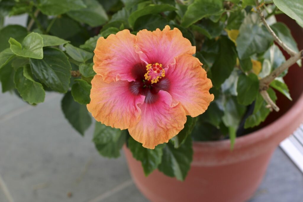 orange and pink potted hibiscus