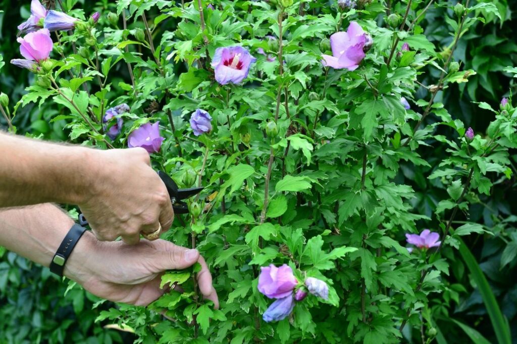 Person pruning a hibiscus plant