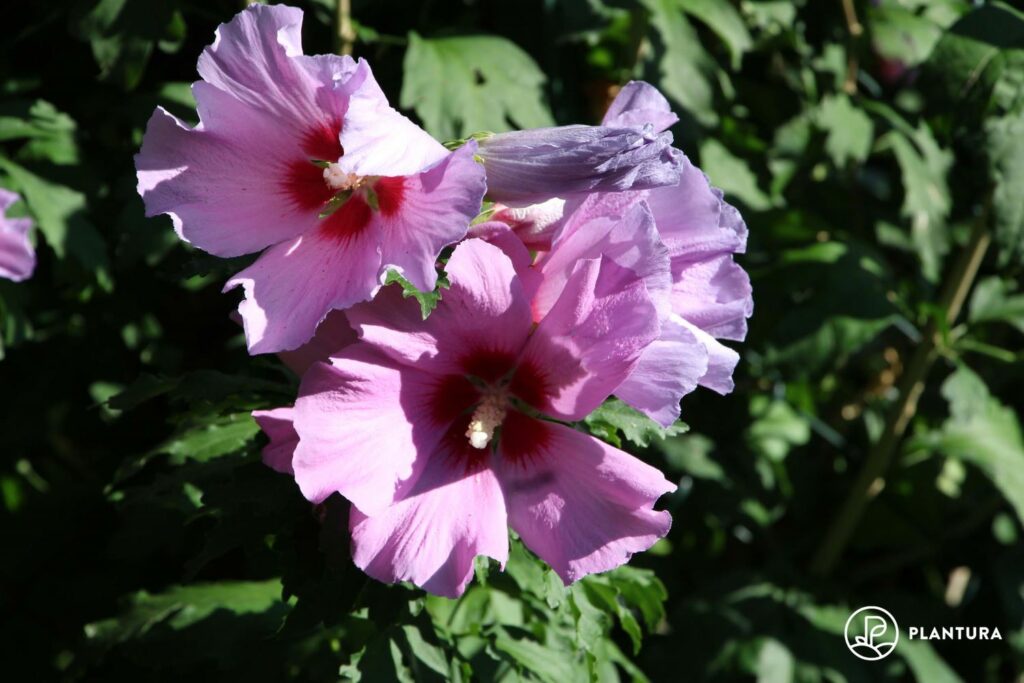 Purple hibiscus flowers in bloom