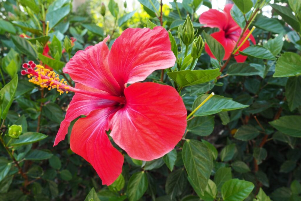 A bright red hibiscus flower