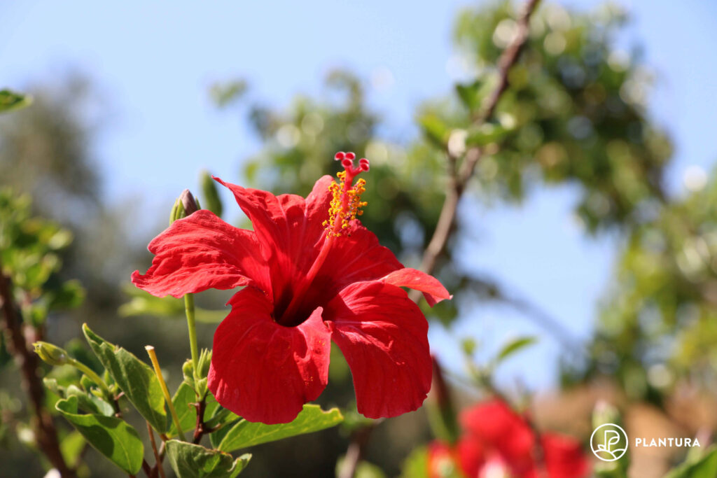 A pink hibiscus sabdariffa flower