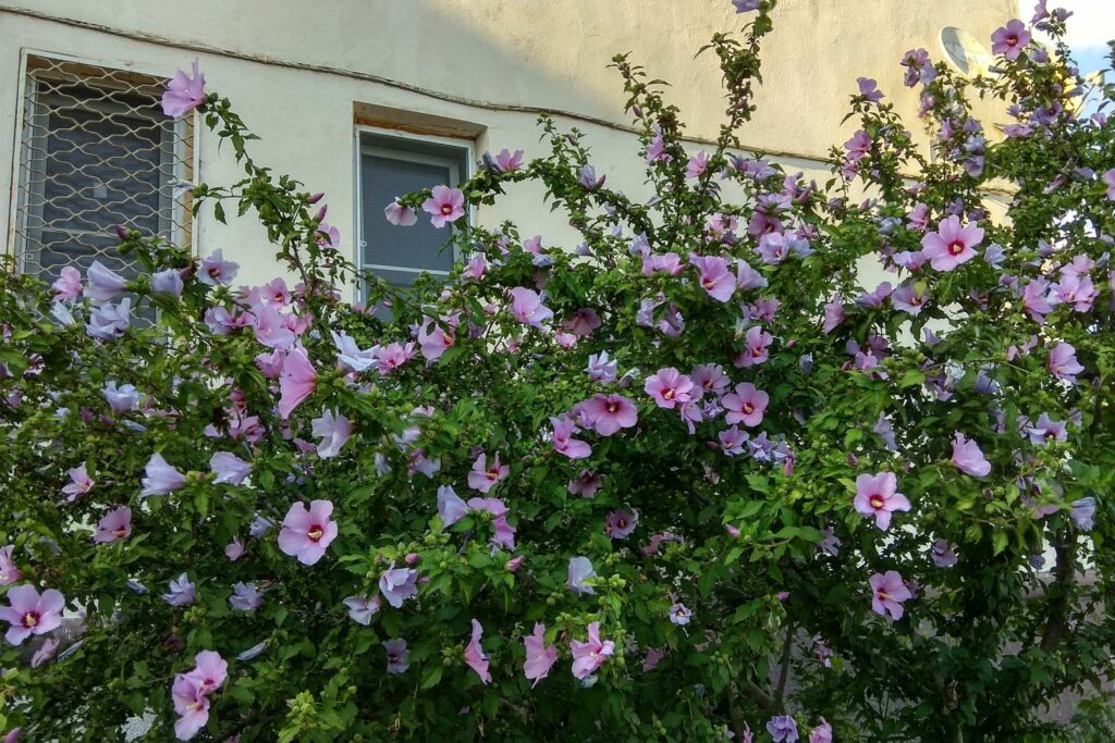 Hibiscus shrub full of flowers