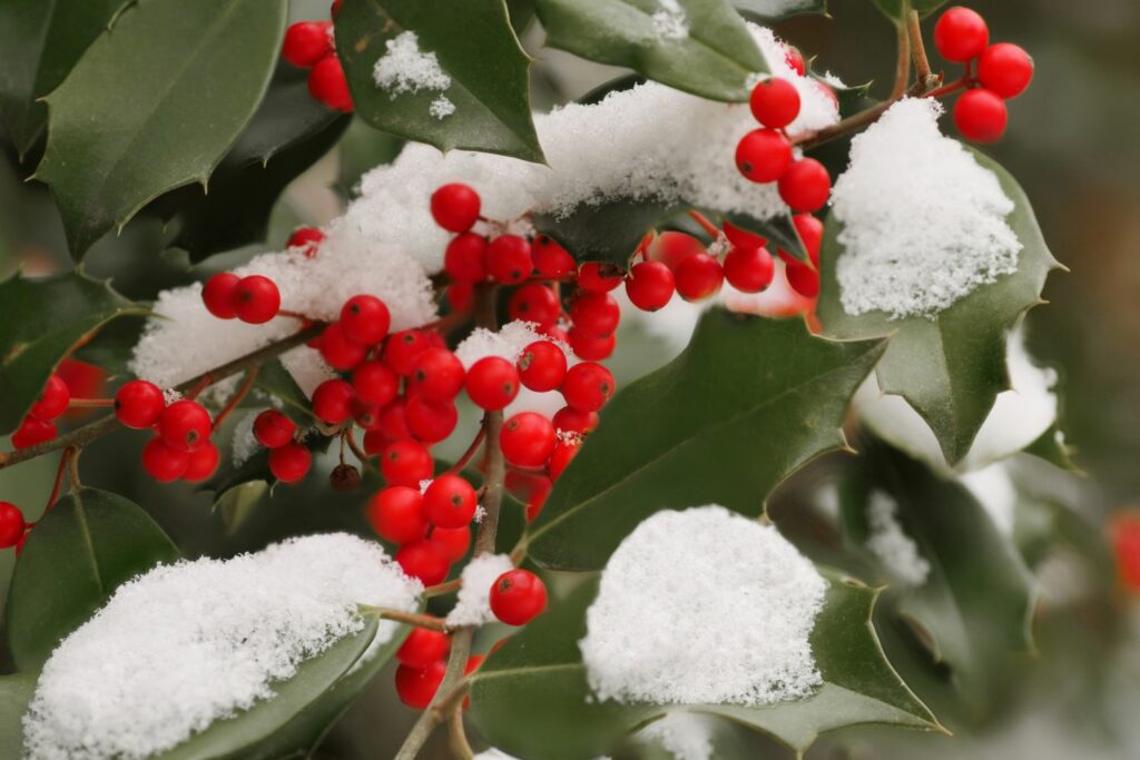 red holly berries in winter