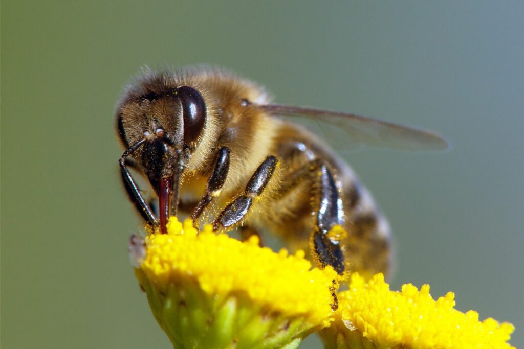 honey bee sucking flower nectar