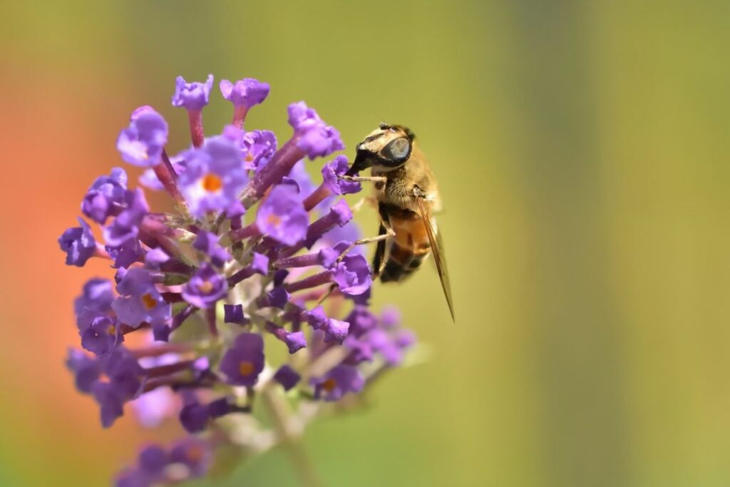 A hoverfly perched on small purple flowers