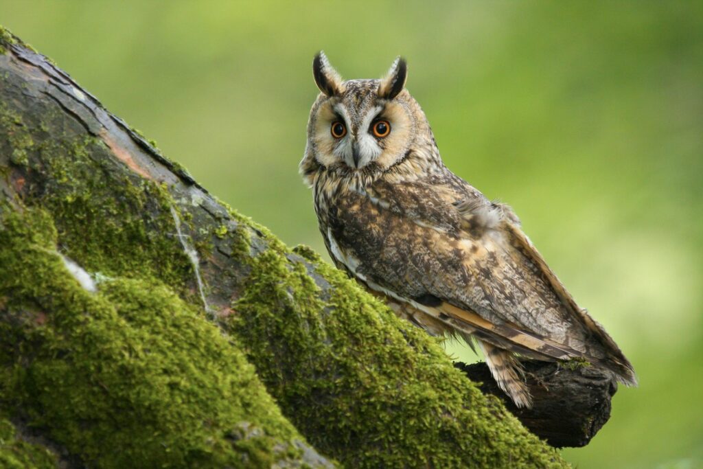 owl on a tree
