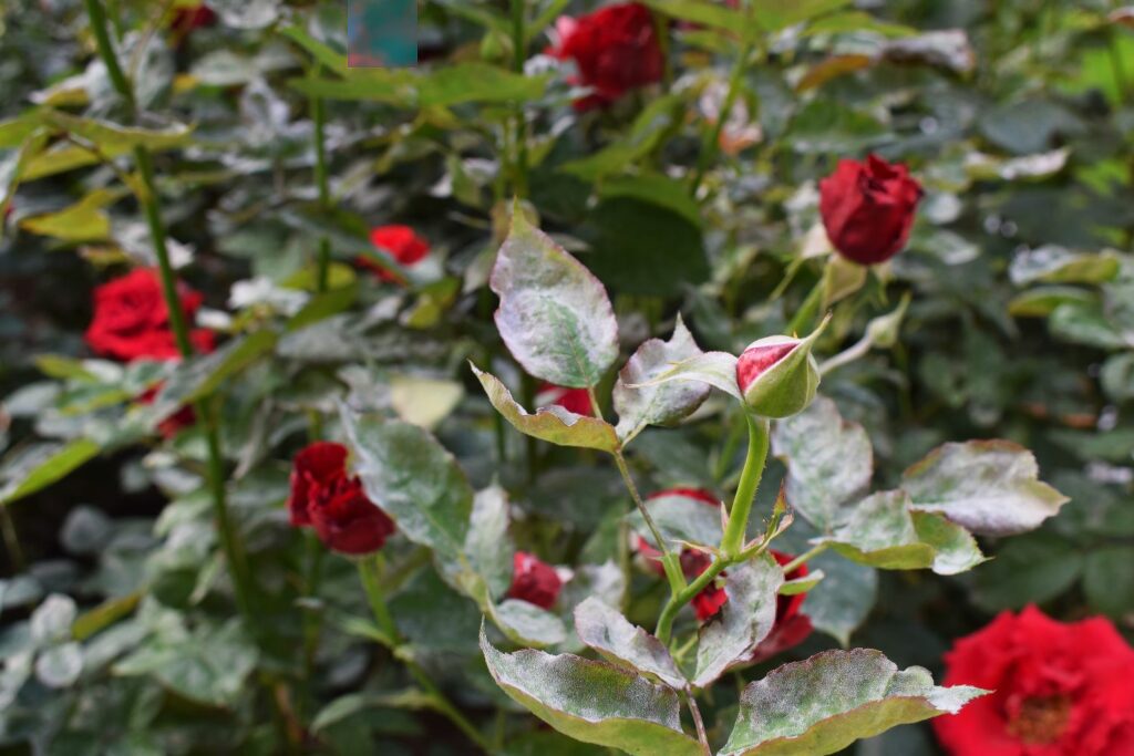 fungus infected rose bush