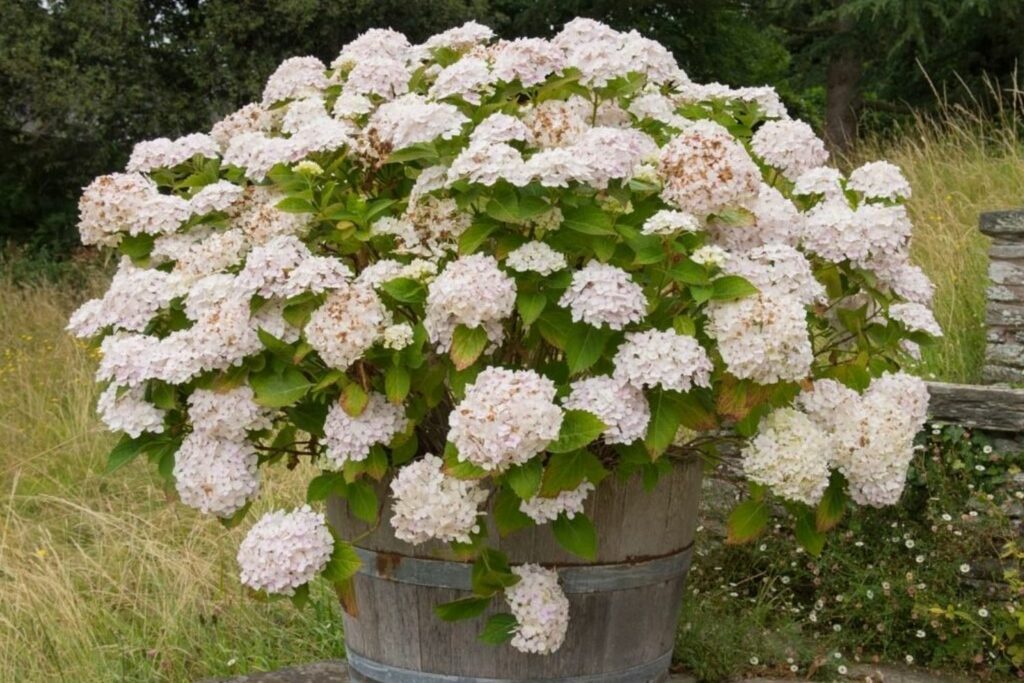 hydrangea care in pots