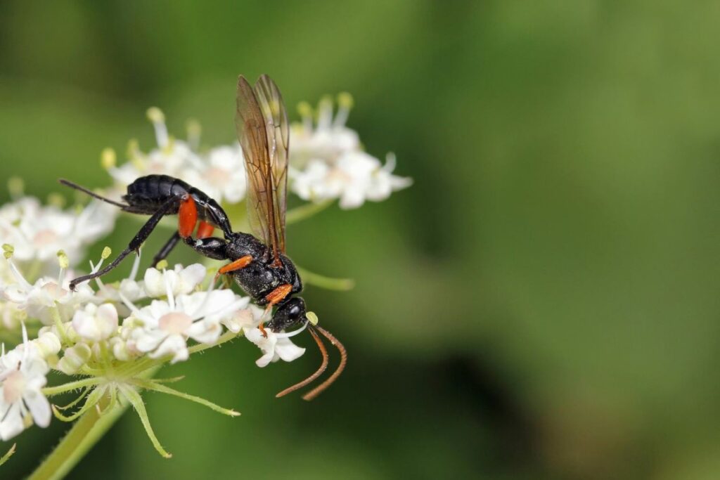 ichneumon wasp on a flower