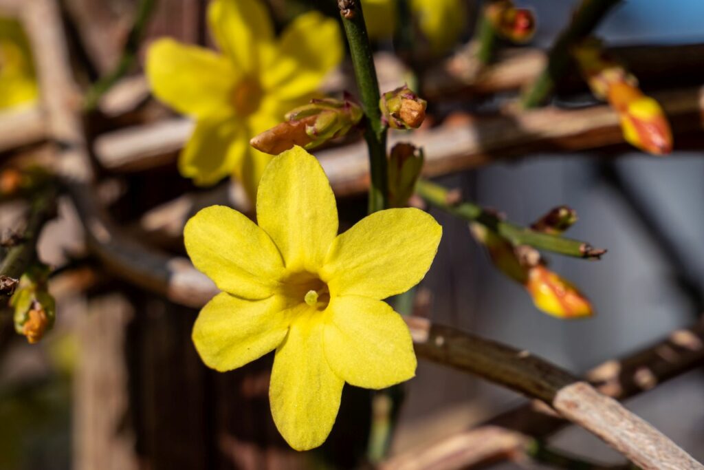 bright yellow jasmine winter flower