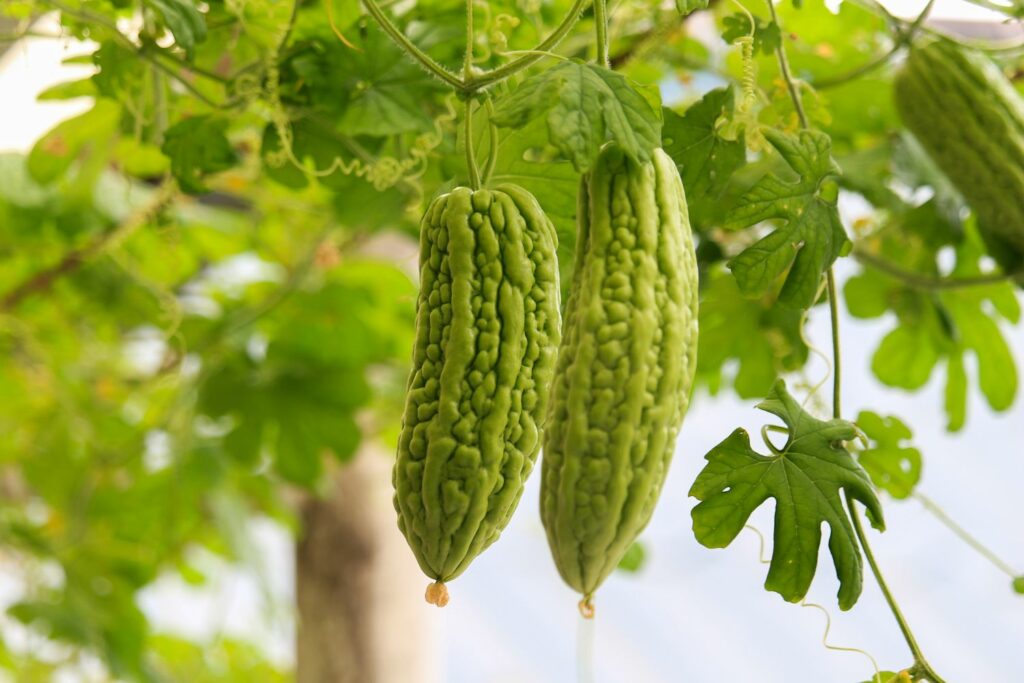 ampalaya gourds hanging from vine