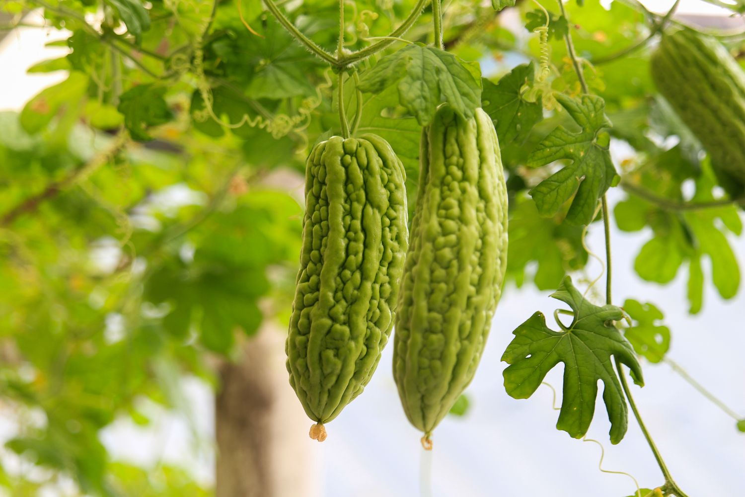 Is Bitter Gourd Good For Hair Growth