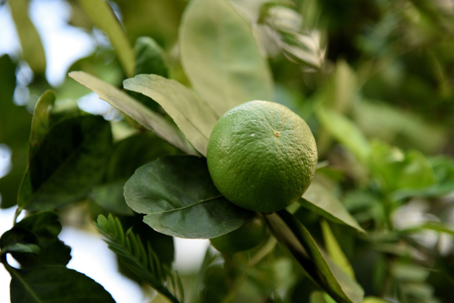 Lime tree: types, harvesting, & characteristics - Plantura