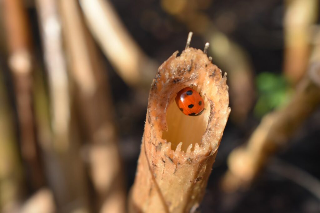 A ladybird making a home in a bug house
