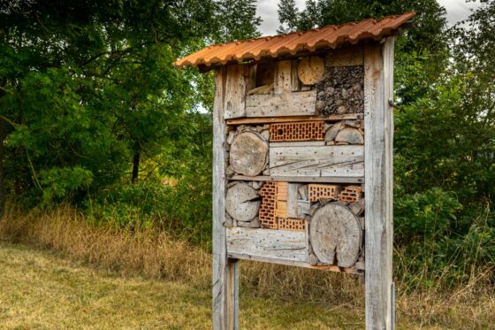 Wild bee houses: tips for the garden