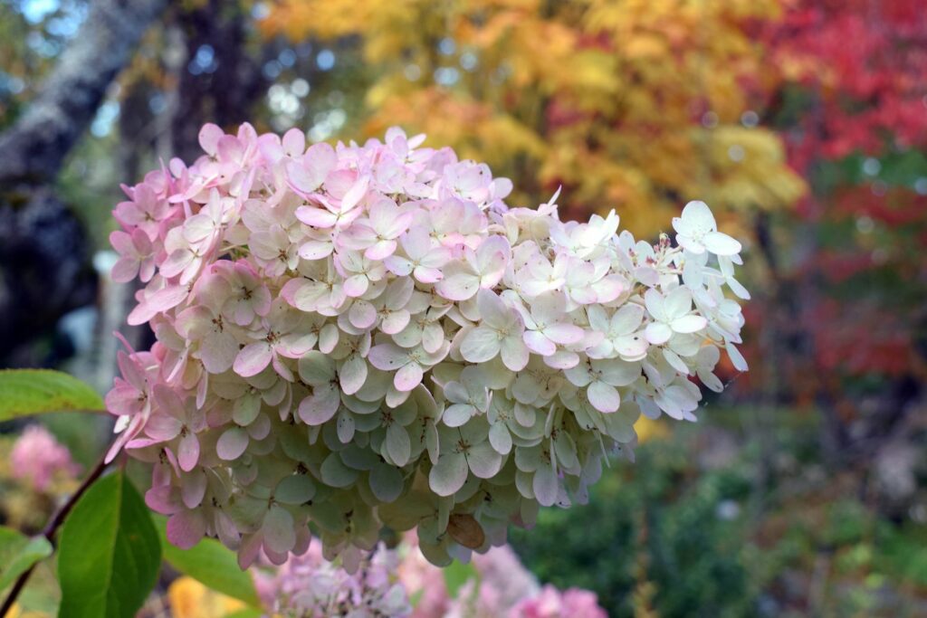 flower hydrangea macrophylla