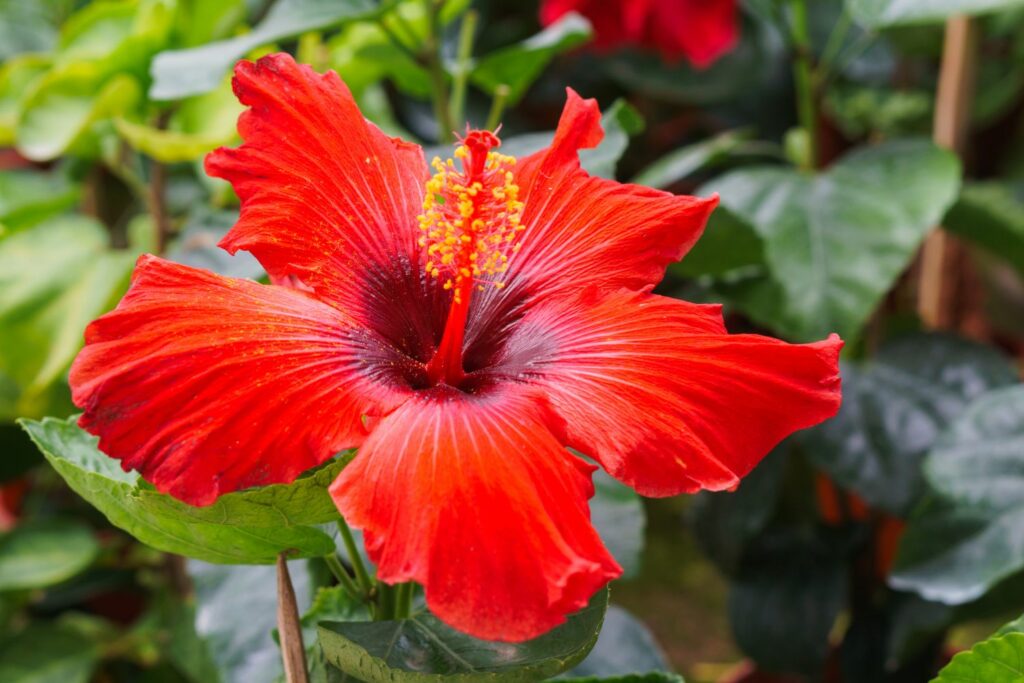 A large red hibiscus flower