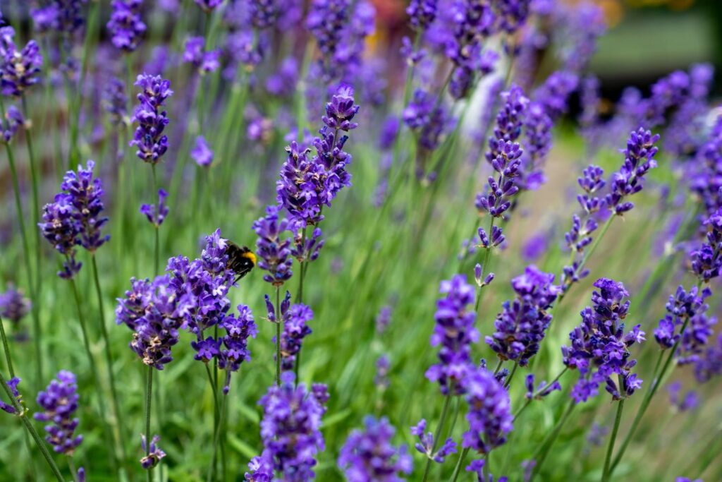 healthy lavender in field