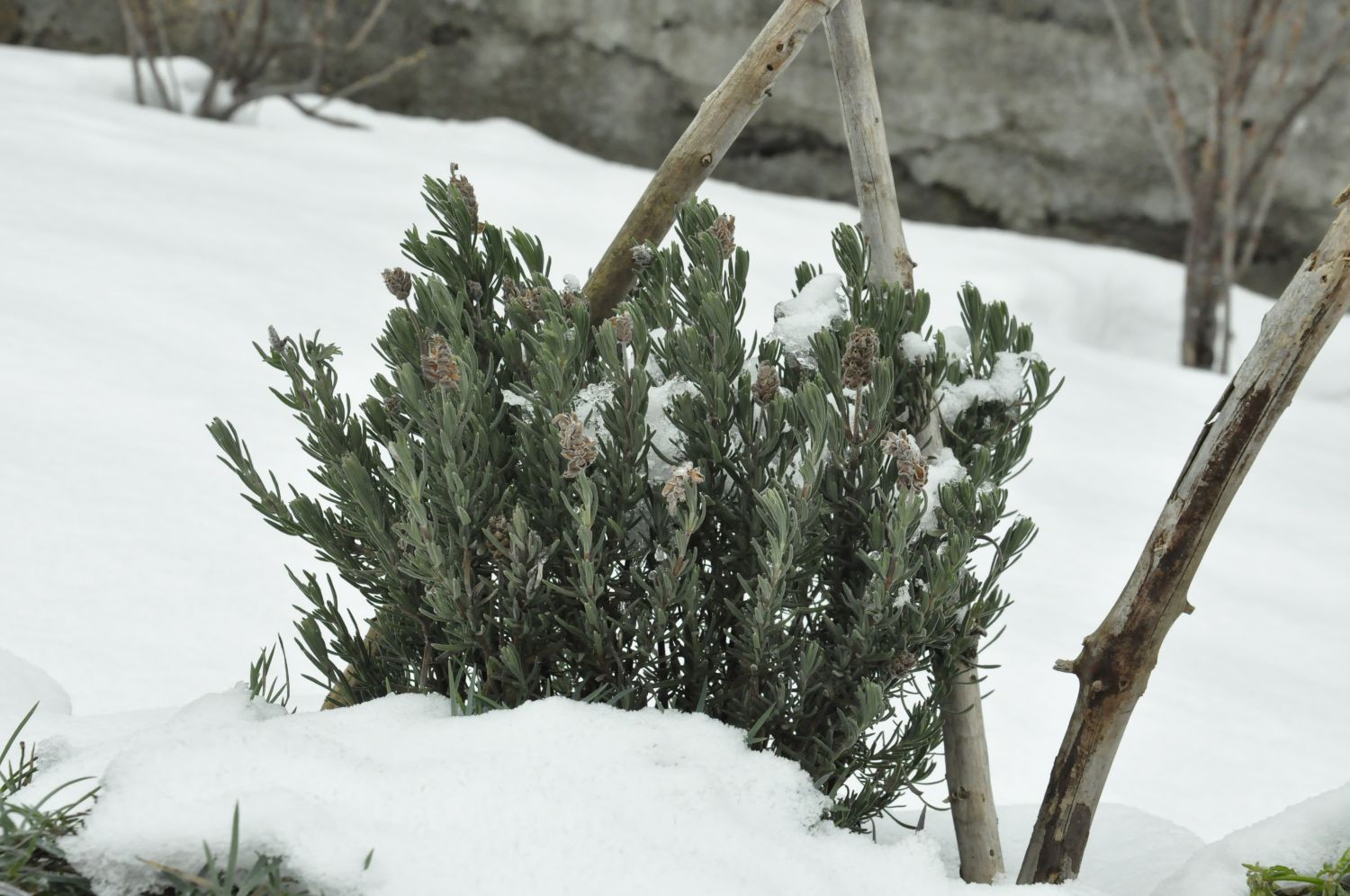 Lavender in winter tips for garden & pot Plantura