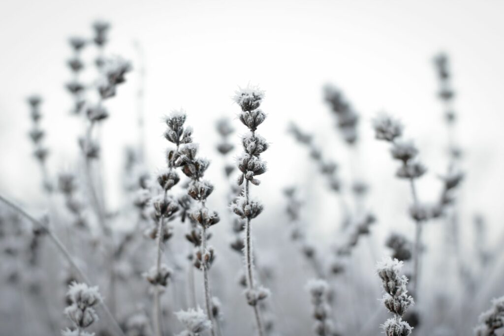 Frost covered lavender plant