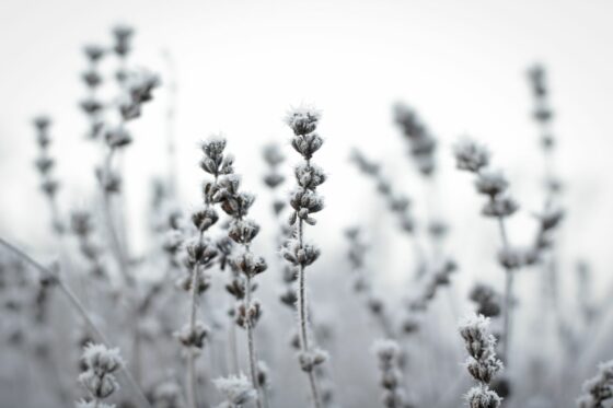 Lavender in winter: how to get your lavender through the winter