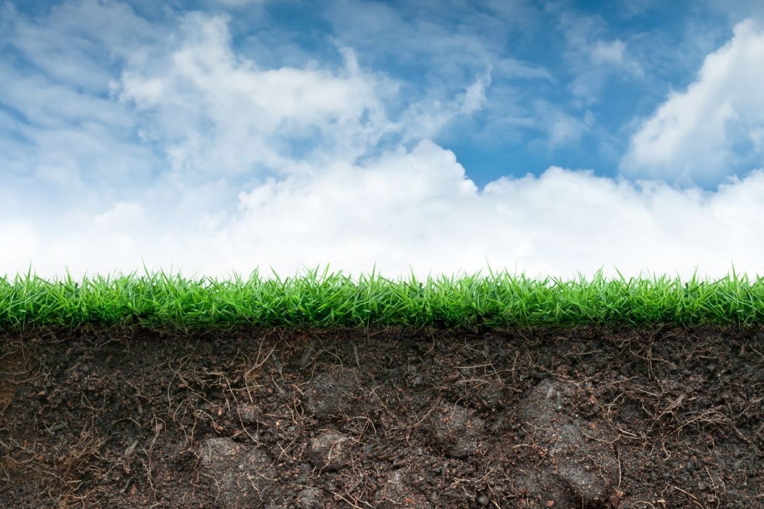 When to feed lawns?