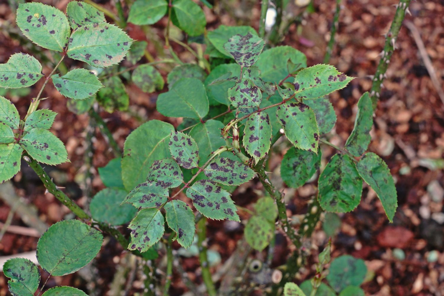 Rose diseases & pests: detect, prevent & combat - Plantura