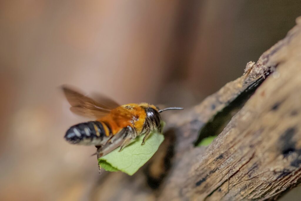 wild bee carrying leaf piece